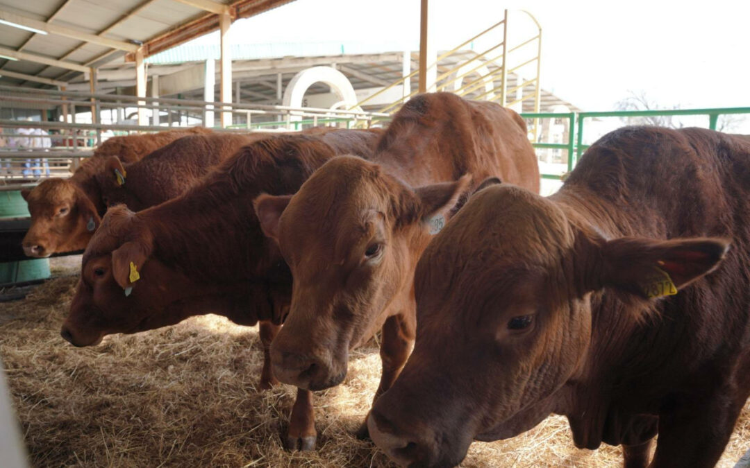 REFUERZA DIRECCIÓN DE DESARROLLO RURAL ACCIONES DE VIGILANCIA SANITARIA EN APOYO A GANADEROS LOCALES