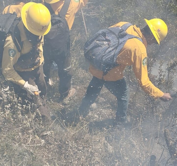 Continúan labores para el control y liquidación de incendio forestal en el Cerro El Tepozán