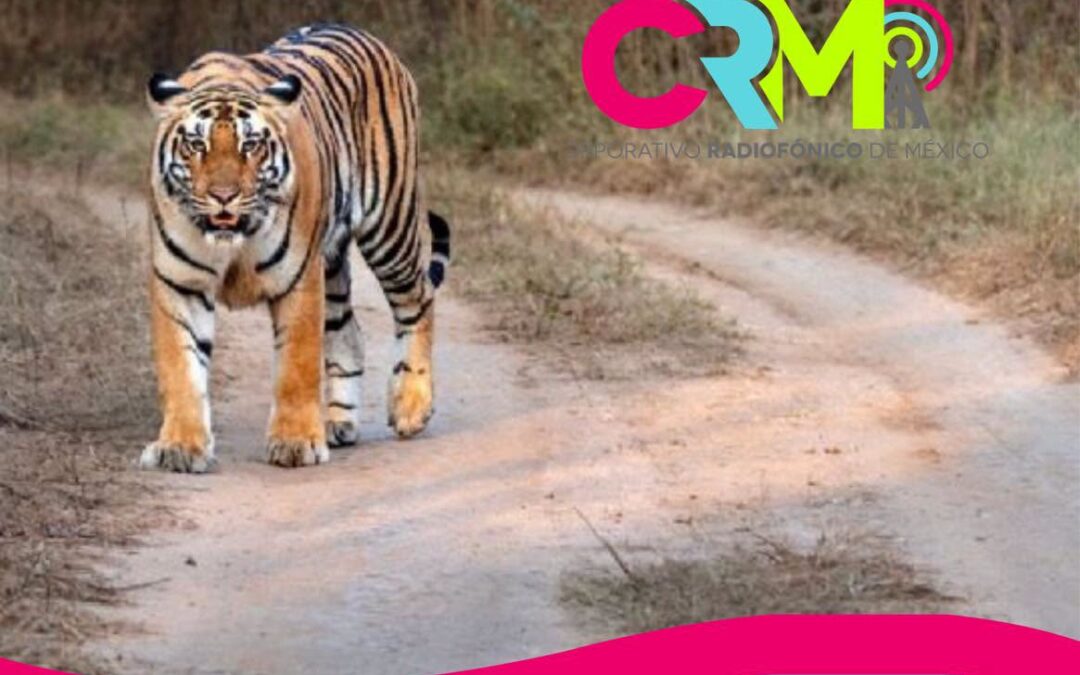 Nepal alcanzó un nuevo récord en la conservación del tigre al registrar 429 ejemplares salvajes, un aumento cercano al 21% en comparación con el censo realizado hace cuatro años. De acuerdo con el informe nacional difundido este miércoles, se trata de la cifra más alta desde que el país inició los censos sistemáticos de la especie en 2009.